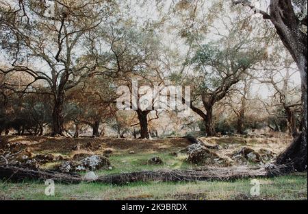 Corfù, Grecia. Una foresta di alberi che assomiglia ad una giungla abbandonata con alberi morti attraverso i quali brilla l'estate Foto Stock