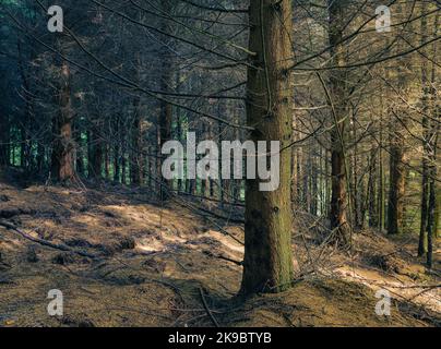 Alba nella foresta vicino al serbatoio Errwood nel Peak District. Luce del mattino che illumina gli alberi. Foto Stock