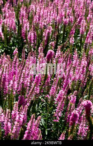 Rosa Veronica longifolia, longleaf speedwell, fioritura, Fiori, Perenne, Stabilimento, Veronica 'Rote Zora' Foto Stock