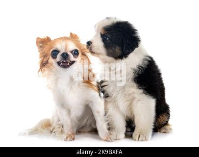 Miniatura American Shepherd e chihuahua di fronte a sfondo bianco Foto Stock