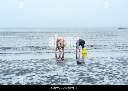 Yuzhno-Kurilsk, Russia - 03 agosto 2022: Le persone raccolgono crostacei sulla riva con bassa marea sullo sfondo del porto e dello stabilimento di lavorazione del pesce Foto Stock