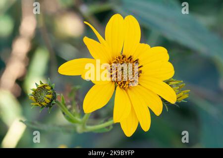 Italia, Lombardia, Crema, Parco del Serio, Massimiliano Girasole, Helianthus Maximiliani Foto Stock