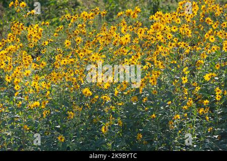 Italia, Lombardia, Crema, Parco del Serio, Massimiliano Girasole, Helianthus Maximiliani Foto Stock