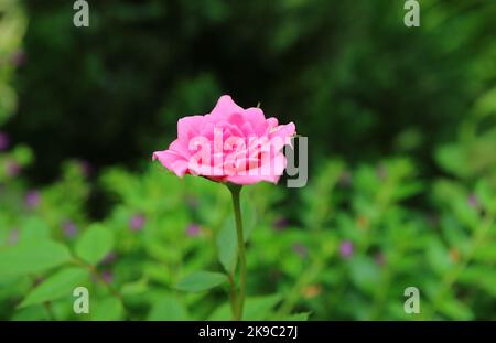 Primo piano di una bella rosa borbonica rosa Cerise fioritura nel giardino Foto Stock