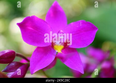 Primo piano di vibrante Orchidea viola fioritura in luce solare dolce Foto Stock
