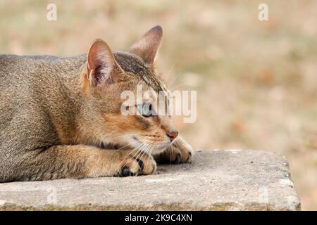 Gatto abissino sdraiato su una panchina Foto Stock