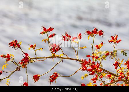 Rosa fianchi su un ramo sullo sfondo di acqua increspata in Steveston British Columbia Canada Foto Stock