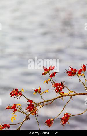 Rosa fianchi su un ramo sullo sfondo di acqua increspata in Steveston British Columbia Canada Foto Stock