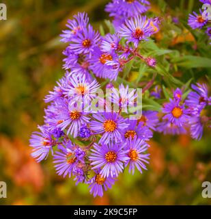 autunno porpora in fiore asterischi Foto Stock