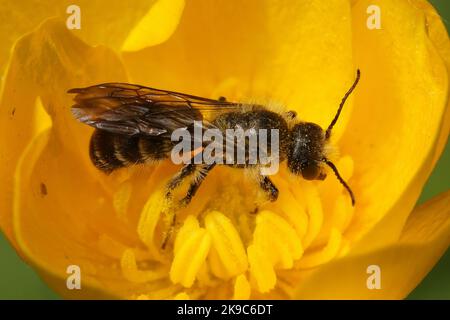 Primo piano su un maschio grande ape di ciccor, Chelostoma florisomne su di esso è ospite-pianta un fiore giallo della tazza di burro Foto Stock