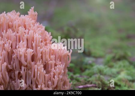 Ramaria farmosa, primo piano con funghi coralli rosa. Sfondo corallo salmone texture. Foto Stock