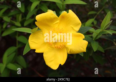 Un unico fiore di Hypericum perforatum, conosciuto come erba di San Giovanni Foto Stock