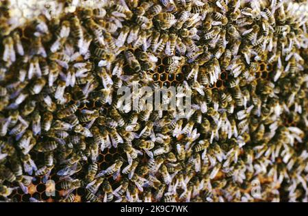 Romania, circa 2002. Primo piano di una cornice alveare, con centinaia di api sul nido d'ape. Foto Stock