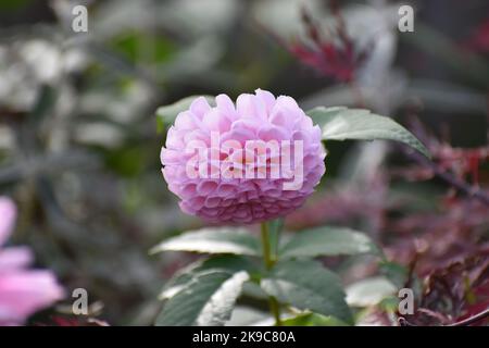 Candy Pom Pom Dahlia in morbido cotone rosa Foto Stock