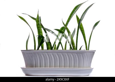 Pianta interna Dracaena trifasciata in una pentola su sfondo bianco Foto Stock