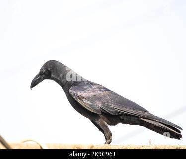 Un corvo comune che guarda giù da un muro Foto Stock