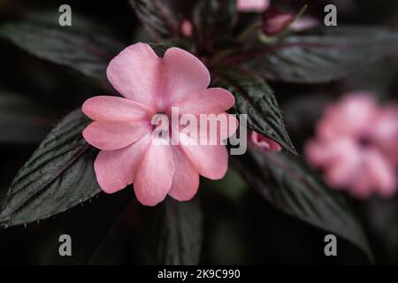 Fioritura Impatiens h. Sonic pale fiori rosa. Foto Stock