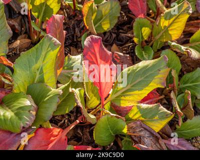 Bergenia retroilluminata 'Overture' comunemente conosciuta come orecchie di elefante con le sue grandi foglie che si trasformano in rosso per l'inverno Foto Stock