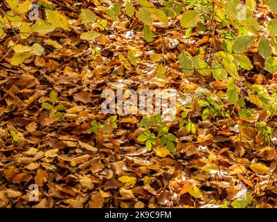 Foglie di faggio dorate cadute sul terreno sotto rami di foglie verdi Foto Stock