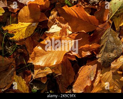 Vista in pianta delle foglie dorate che giacciono a terra in un giorno di autunno soleggiato. Foto Stock