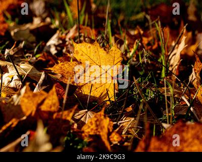 Primo piano di foglie dorate retroilluminate da un Acer albero sdraiato a terra, in autunno. Foto Stock