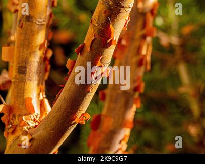 Closeup of the peeling bark of Acer griseum commonly known as the paperbark maple. Foto Stock