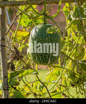 Zucca di foglia di fico che cresce su una cornice di legno in un giardino inglese. Foto Stock