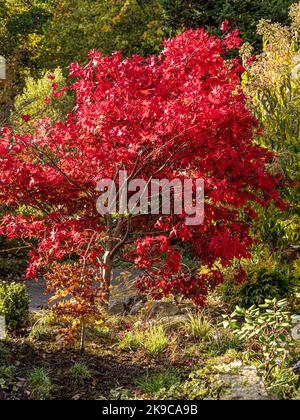 Foglie rosse di Acer palmatum in un soleggiato giorno d'autunno. Foto Stock