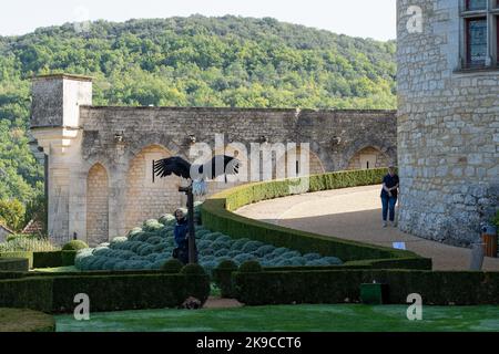 Un'aquila dalla coda bianca (Haliaeetus albicilla) in volo su un prato erboso Foto Stock