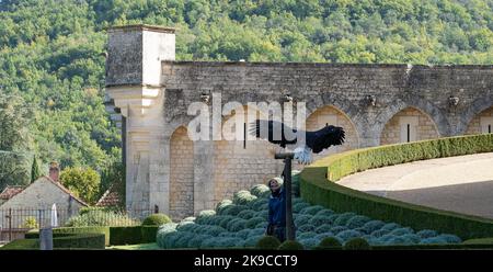 Un'aquila dalla coda bianca (Haliaeetus albicilla) in volo su un prato erboso Foto Stock