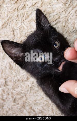 Il piccolo gattino nero morde un dito dell'uomo da vicino Foto Stock