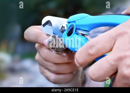 Primo piano di rifilatura unghie di unghie di cane che mostra la zampa di tenuta della mano e tagliaunghie Foto Stock