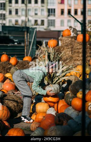 La donna contadina in una tuta di denim sceglie la zucca matura Foto Stock