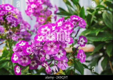 fiore di flox nel giardino. Un pennello di fiori di flox bianco con un centro rosso sullo sfondo di un giardino sfocato sfondo con luce solare. Foto Stock