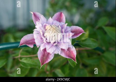 Clematis Hybrid Josephine. Fiori di viti clematis perenni nel giardino. Bella clematis fiori vicino alla casa. Grande clematis fiore close-u Foto Stock