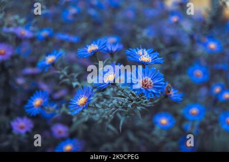 un primo piano di un fiore blu Foto Stock