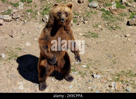 Orso marrone Ursus arctos in piedi sulle sue gambe posteriori. Foto Stock