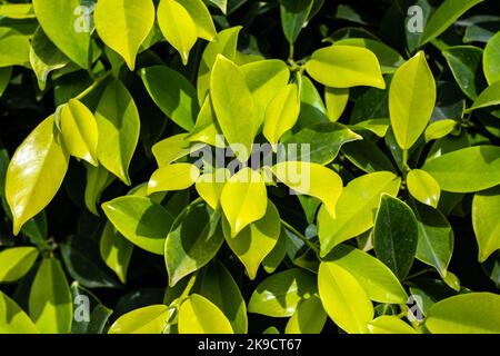 Close up of a ficus plant leaves Foto Stock