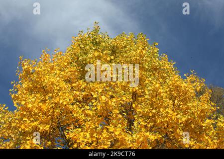 I colori autunnali gialli dell'albero dei Tulipani. Foto Stock