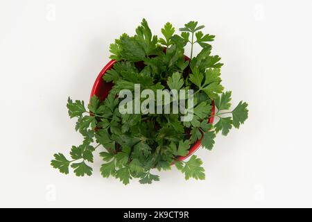 prezzemolo in una ciotola isolata senza nessuno. Foto Stock