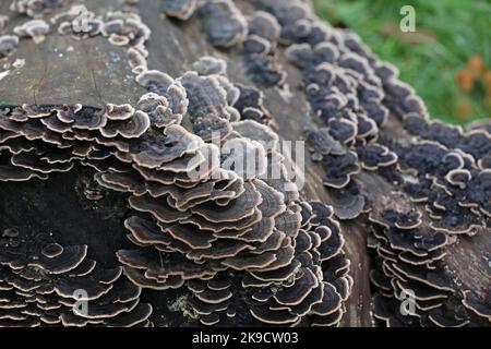 Decadimento del fungo della coda di tacchino su legno morto, Surrey, Regno Unito. Foto Stock