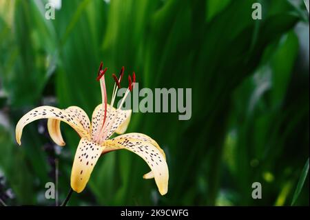 Giglio di tigre Lilium lancifolium, SYN. L. tigrinum su sfondo verde sfocato in una giornata di sole. Spazio copia Foto Stock