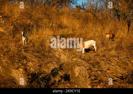 un gruppo di capre in piedi su un campo di erba asciutto Foto Stock