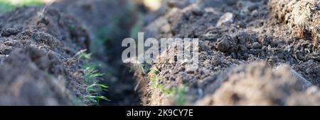 Scavo trincea. Lavori di terra e scavo di trincee. Trincea di terra lunga è scavato per la posa di tubo o fibra ottica Foto Stock