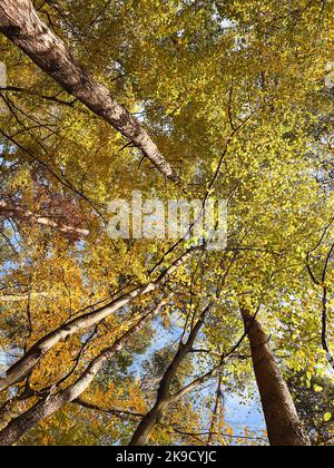 Varietà corone degli alberi nella foresta di primavera contro il cielo blu con il sole. Vista dal basso degli alberi. Foto di alta qualità Foto Stock