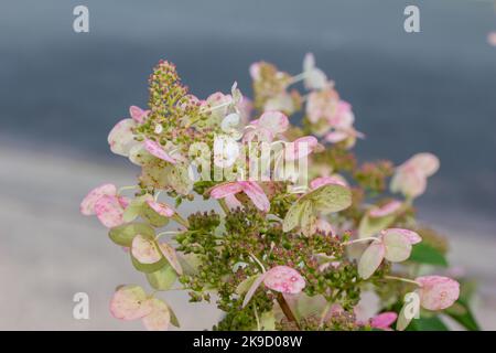 Astratto macro vista di una rosa autunno fioritura hydrangea paniculata fiore testa in un giardino d'autunno soleggiato Foto Stock