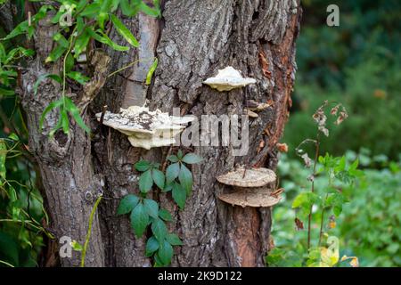 Macro vista di funghi grandi (Daedaleopsis) che crescono sul tronco di un albero maturo Foto Stock