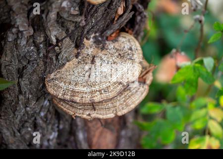 Macro vista di funghi grandi (Daedaleopsis) che crescono sul tronco di un albero maturo Foto Stock