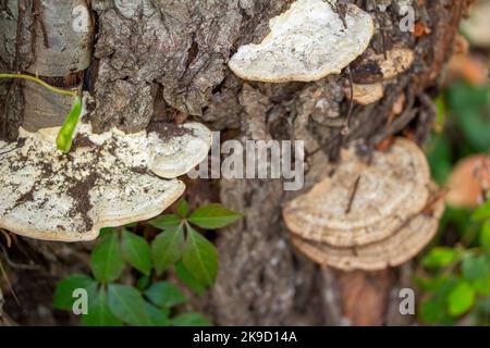 Macro vista di funghi grandi (Daedaleopsis) che crescono sul tronco di un albero maturo Foto Stock