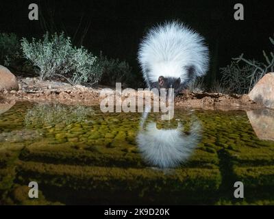 Skunk con cappuccio da una trappola per telecamere notturne, Marana, vicino a Tucson, Arizona. Foto Stock